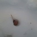 정선베다니자연농장 이미지