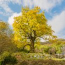 은행나무3길 이미지