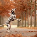 강아지랑 이미지