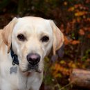 운정24시동물의료센터 이미지