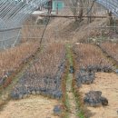 김주일농장 이미지