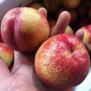 정림팜 | [공씨네과일] "반짝하고 사라져요!" 신비복숭아 최저가 공구 합니다. (전국 택배가능)