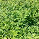 김상수 농장 이미지