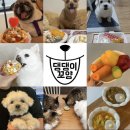 댕댕이꼬양 이미지