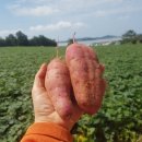 무안농장 이미지