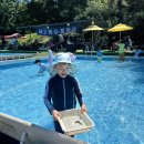 팜팜 | [아이랑 당일치기 여행지 추천] 수영장+고기구이 가능한 ‘팜팜랜드’ 후기! 예약 꿀팁까지🌿🍖