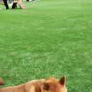 동해애견센터 이미지