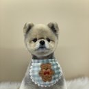 그루밍아지 이미지