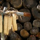 잔비어스 이미지