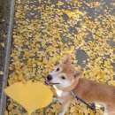 자연에서 얻은 참다운 삶 | 월든 책 후기, 영혼이 살아 숨 쉬는 삶을 위해 자연의 일부가 되겠어요