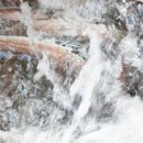 자연산회 장어구이 이미지