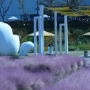 현대프리미엄아울렛 핑크뮬리&amp;코스모스밭_2025.10.28 이미지