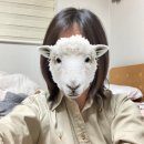 차란 옷장정리 후기 내돈내산 코스 마시모두띠 폴로 막스마라 원피스 구매 후기
