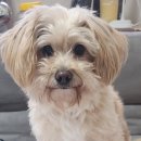 샤인펫 (Shine pet) 이미지