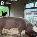 조나단목장 이미지