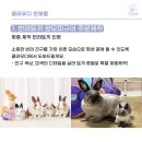 반려토끼 양모피규어 &lt;1:1 맞춤 주문제작&gt; 안내