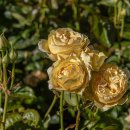 로즈파크 이미지