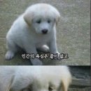 라라민 | 쫄았던 명예 인도인, 다시 명예인도인 재이민 성공 후기 | 유튜브 우회 인도 아마존 애플 앱스토어...