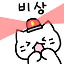 파주고양이 미용실 이미지