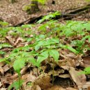 산삼고을 이미지