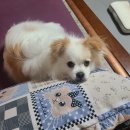 위례나무동물병원 이미지