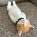 왕궁 커피