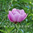 꽃 한 송이의 사랑 - 강영미 소프라노 (전경애 시,박성균 곡) 이미지