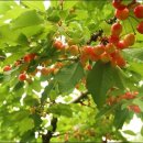 준하농장 이미지