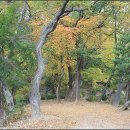 당숲길 이미지