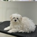 올펫살롱 이미지