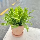 새집상회 이미지