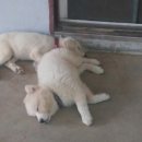 광원민박 이미지