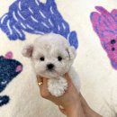 광주애견경매장 이미지