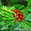 쌈채우리 이미지