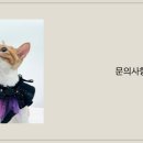 페티포티 이미지