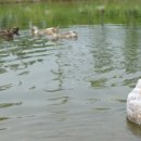 율하체육공원 생태연못 이미지