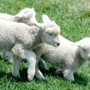 바우목장 이미지