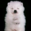 강아지발바닥