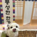 단비애견 미용실 이미지