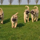 댕댕이 운동장 이미지