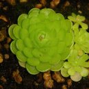 비너스타 이미지