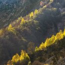 산림기능사 국가기술자격증 이미지