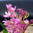 성도주유소 이미지