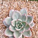 수담농장 이미지