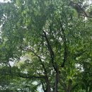 ㈜남산밥고리 | 서울 1박 2일 여행 [뮤지컬 알라딘 - 단디 - 경복궁 - KFC - 남산타워 - 육첩반상 - 이촌한강공원]