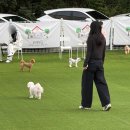 리앤드딩 | [동탄 애견 운동장] 리앤드딩 :: 동탄 애견카페 운동장, 350평 넓은 실외운동장, 주차