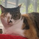 이루다태권도 | 해피 추석입니다 ☺️