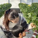 방촌로 | 파주 아이와 딸기따기 체험 농장 파주딸기드림팜 내돈내산 후기