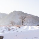 고목 - 창원시 성산구 | 고목