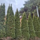 에덴스튜디오 | 서산 당진 인근 스튜디오 카페, 에덴136 방문 후기